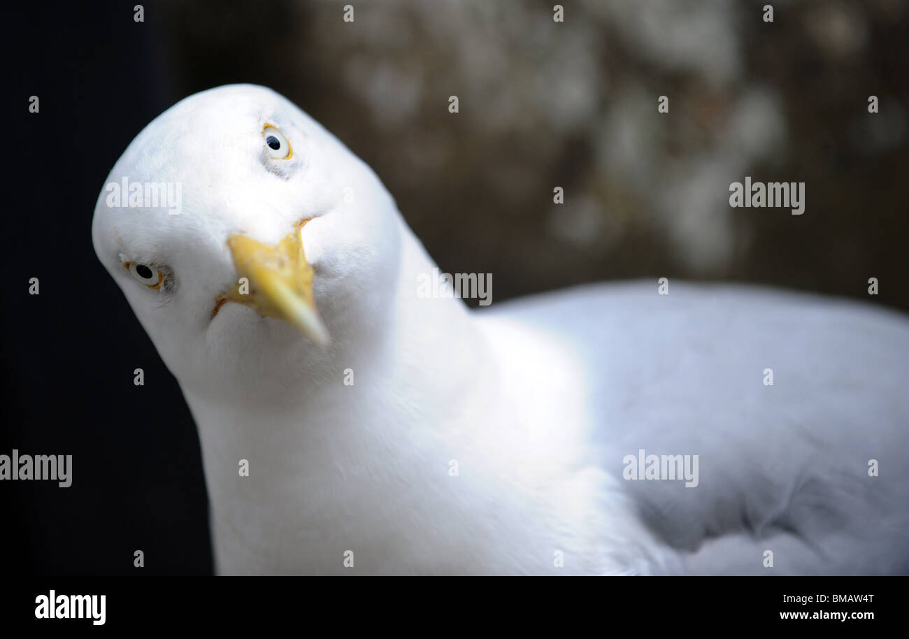 A close up of a seagull looking straight at the camera Stock Photo