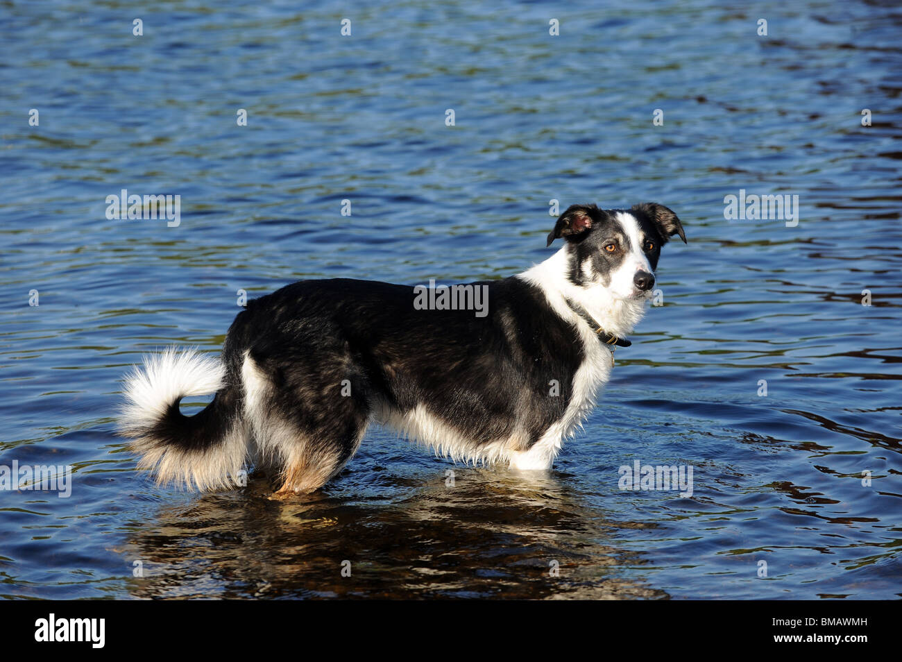 Border collie standing in water Stock Photo