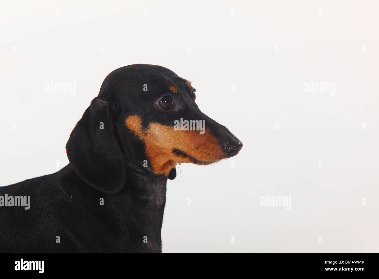 Smooth-haired Dachshund Stock Photo