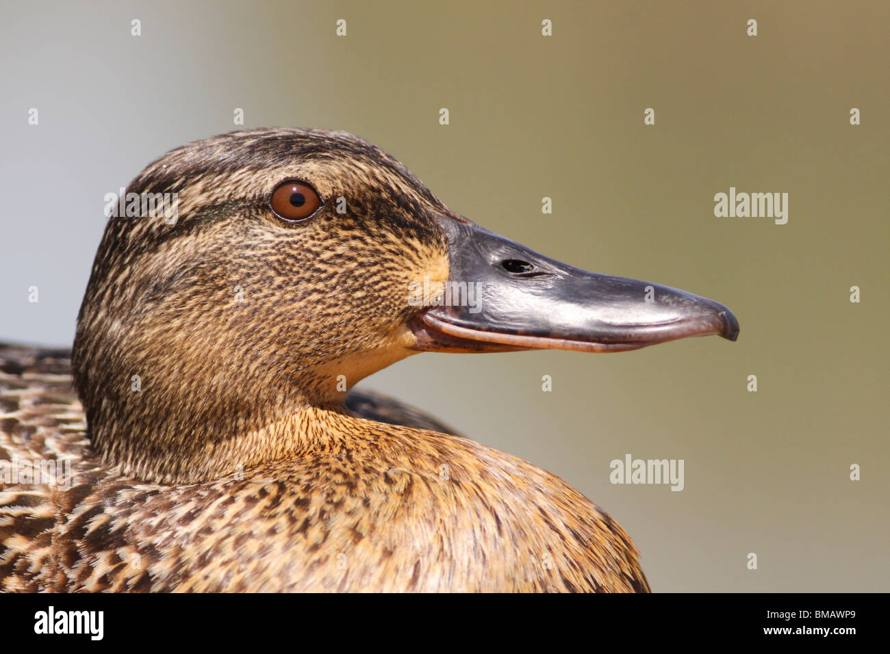 Male Mallard duck resting Stock Photo