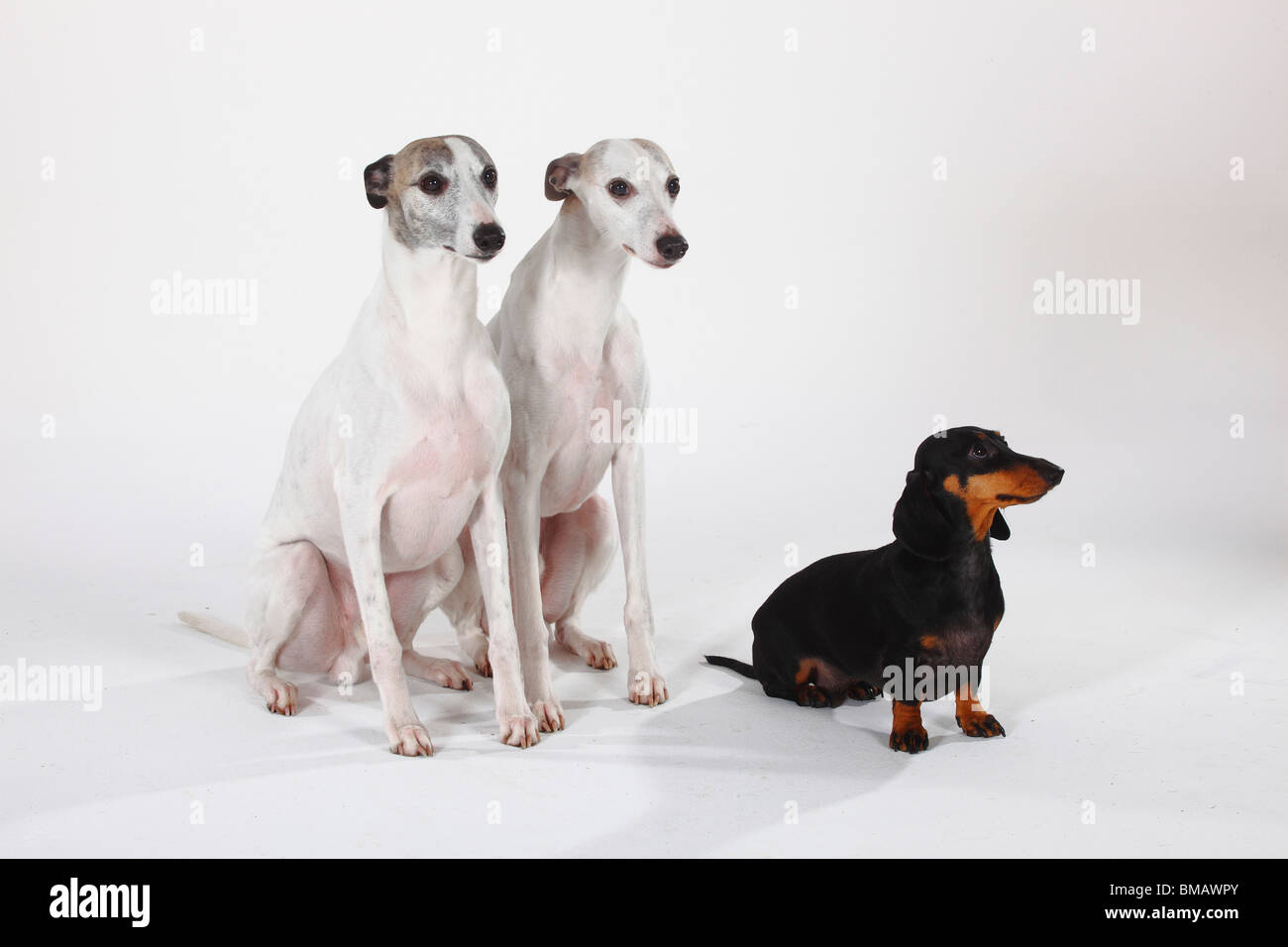 Smooth haired Dachshund and Whippets Stock Photo
