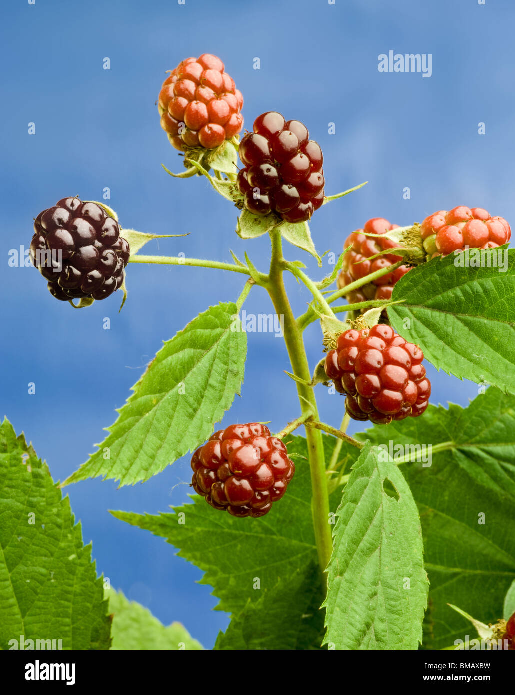 The branch of blackberry on a blue background Stock Photo