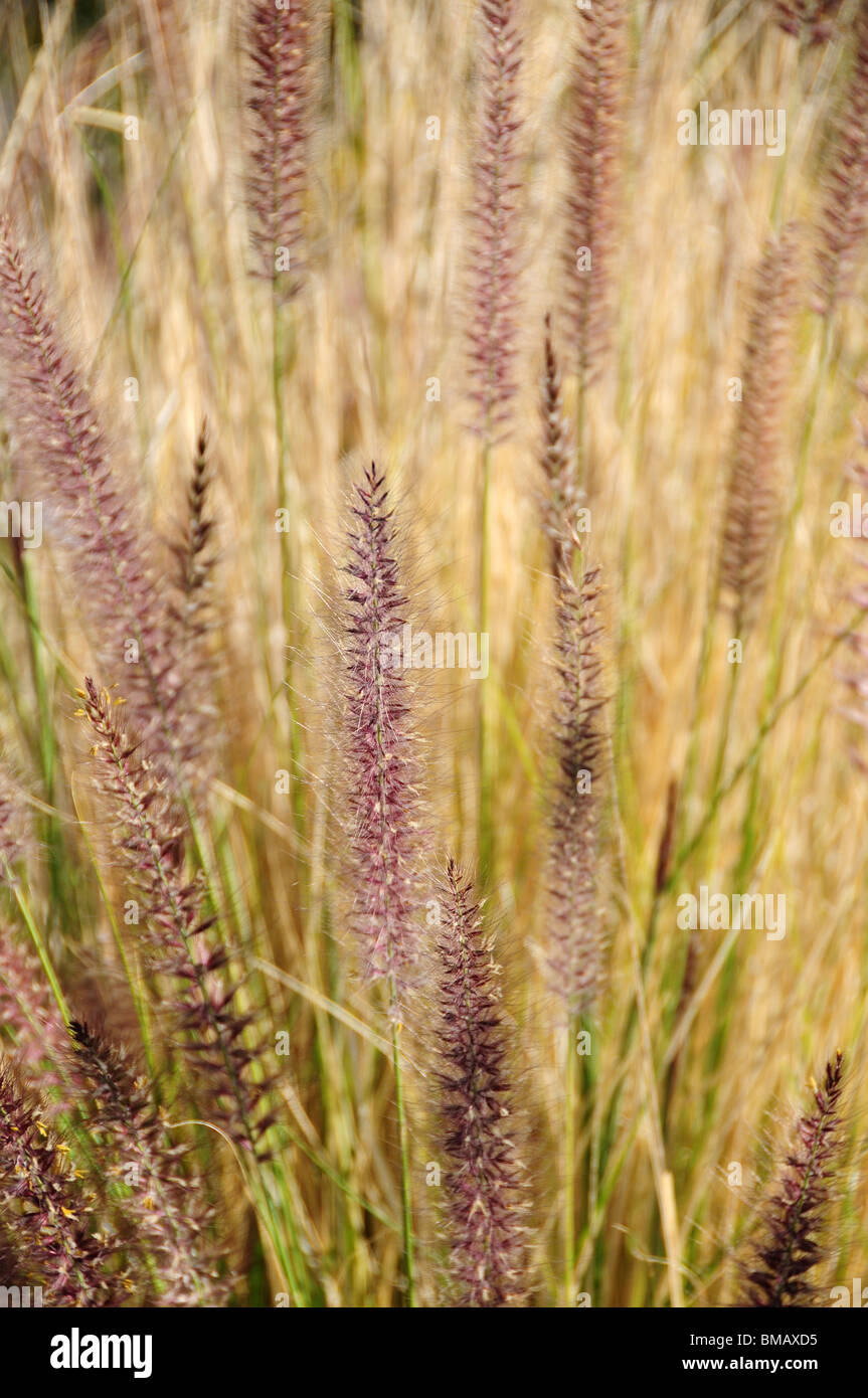 Fountain Grass, (Pennisetum setaceum), an invasive species, grows in the Sonoran Desert, Tucson, Arizona USA. Stock Photo