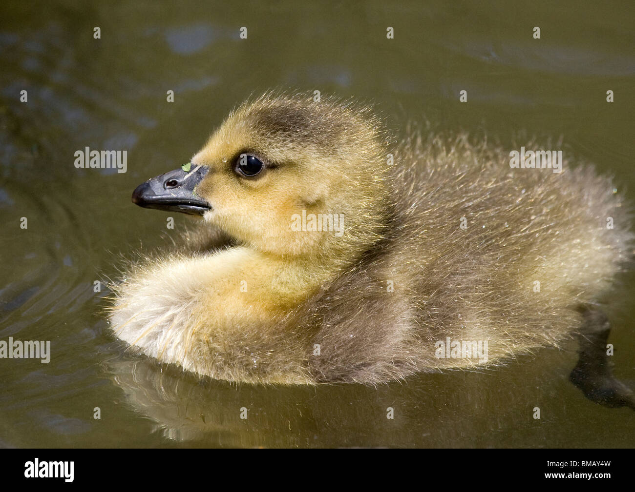 Canada Goose Gosling Stock Photo - Alamy