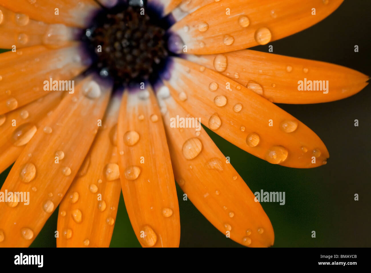 orange flower with water drops, beauty of nature Stock Photo Alamy