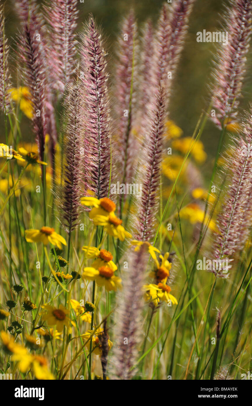 Fountain Grass, (Pennisetum setaceum), an invasive species, grows in