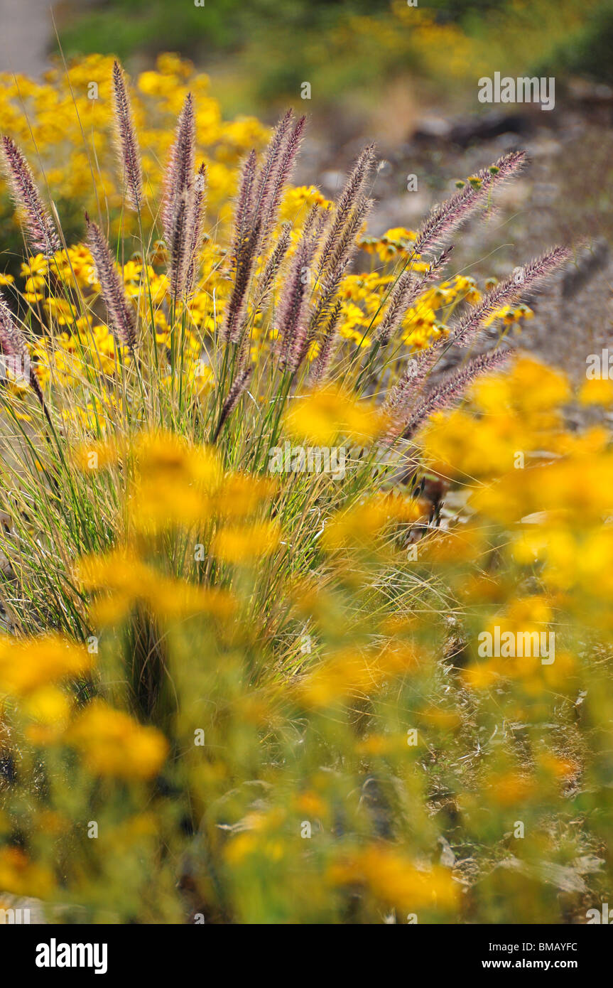 Fountain grass invasive hires stock photography and images Alamy