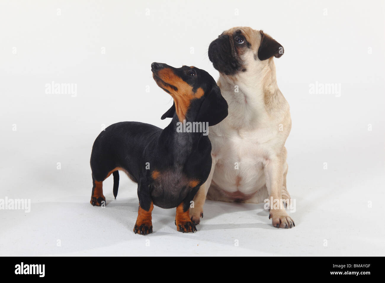 Smooth-haired Dachshund and Pug Stock Photo