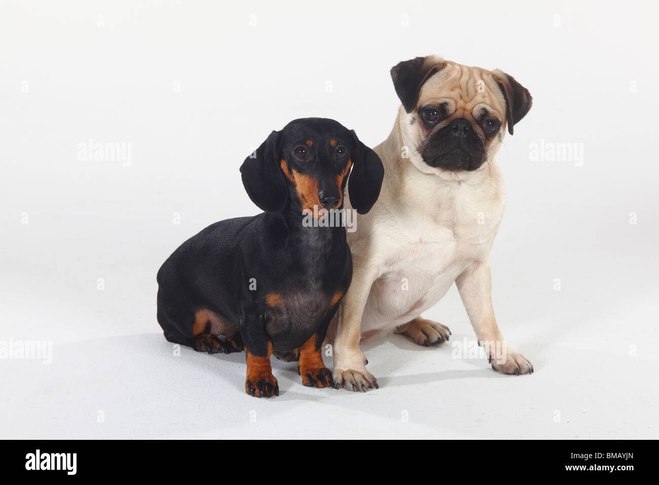 Smoothaired Dachshund and Pug Stock Photo Alamy