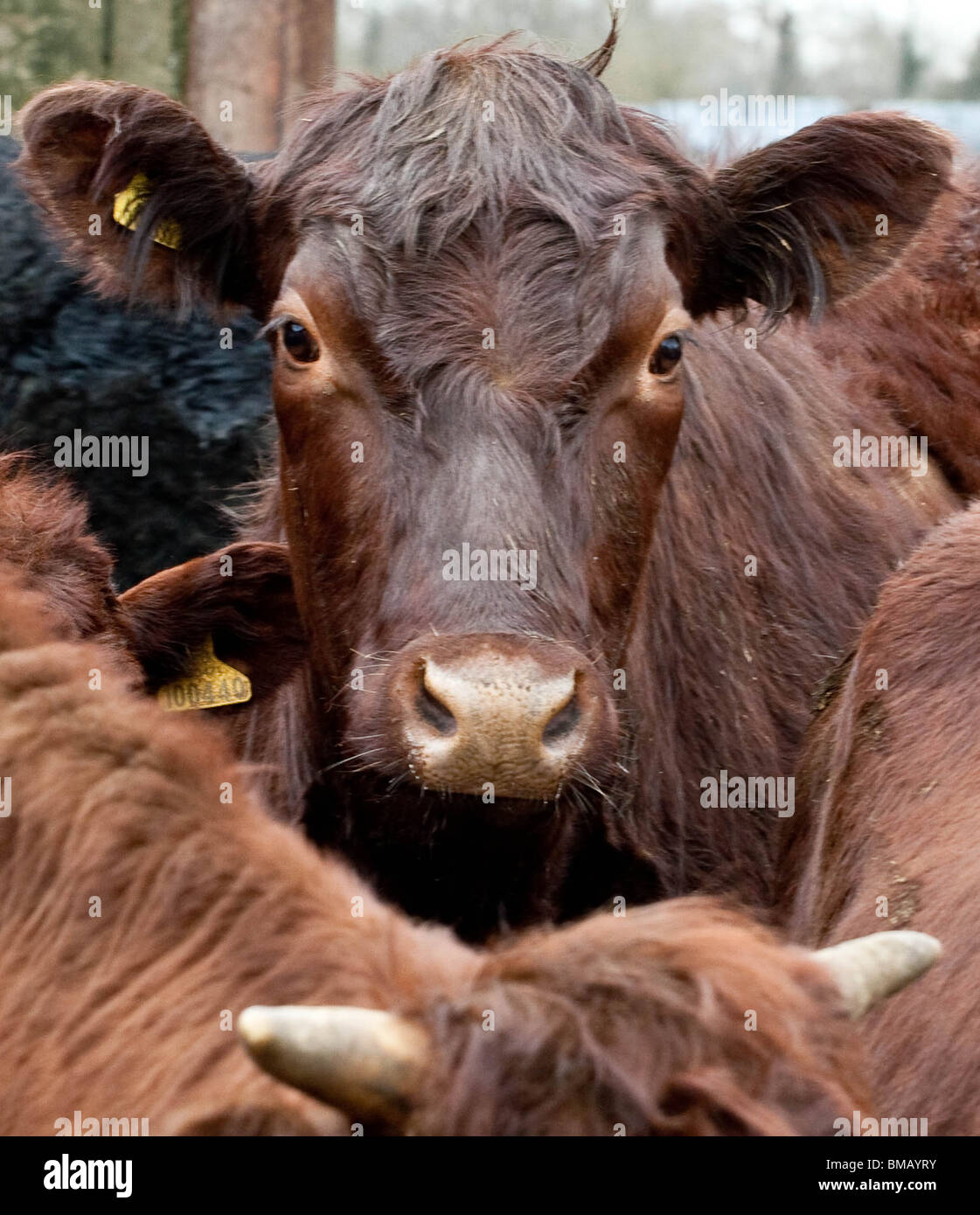 Red Poll Cow Potrait of Red Poll Cow standing in a group of Red Poll Rarebreed Cattle Stock Photo