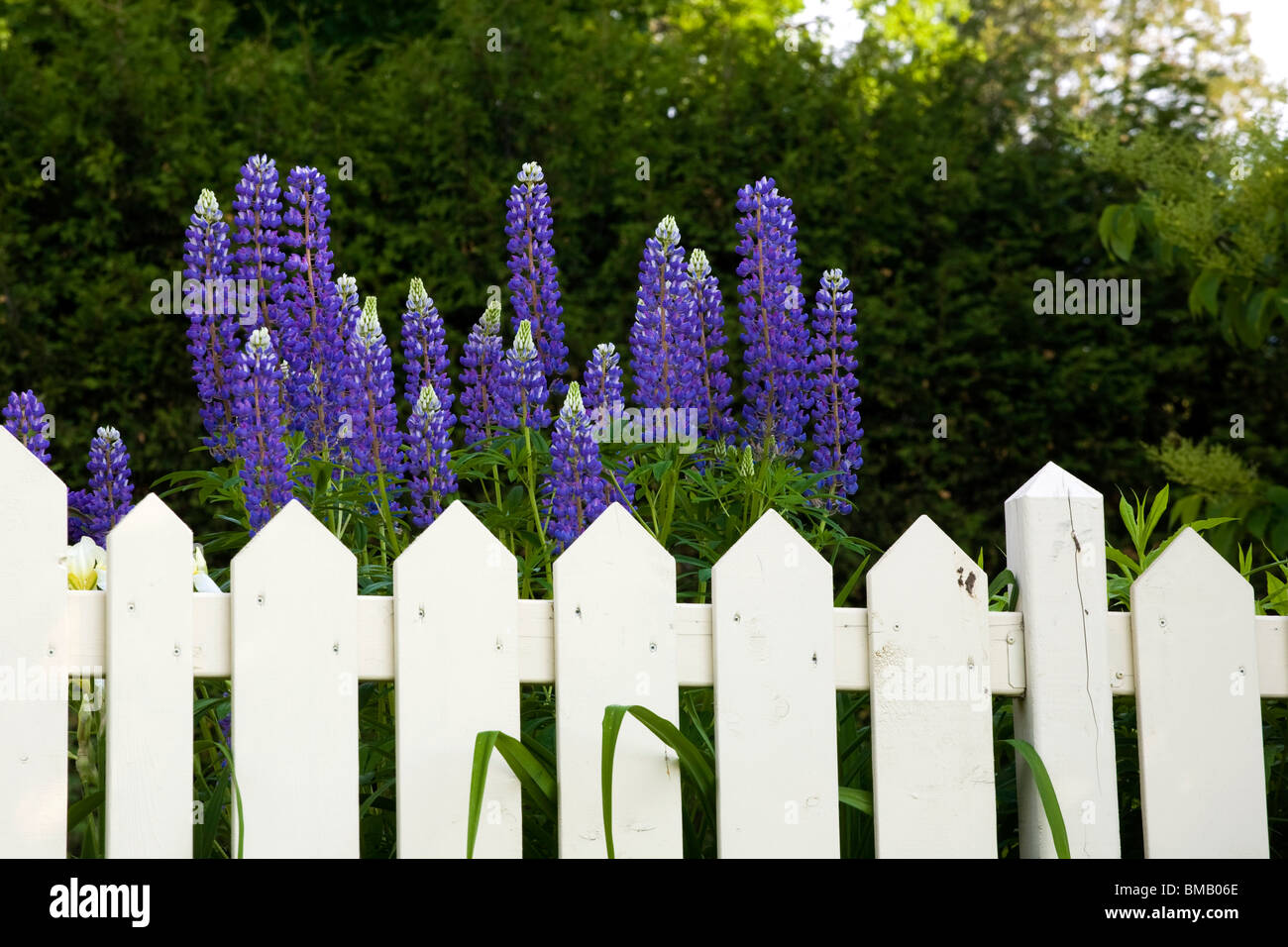 Lupine main image 1