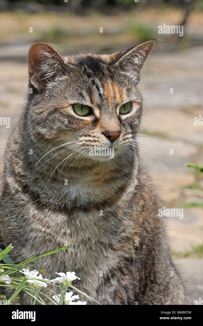 Portrait of a tabby cat Stock Photo - Alamy