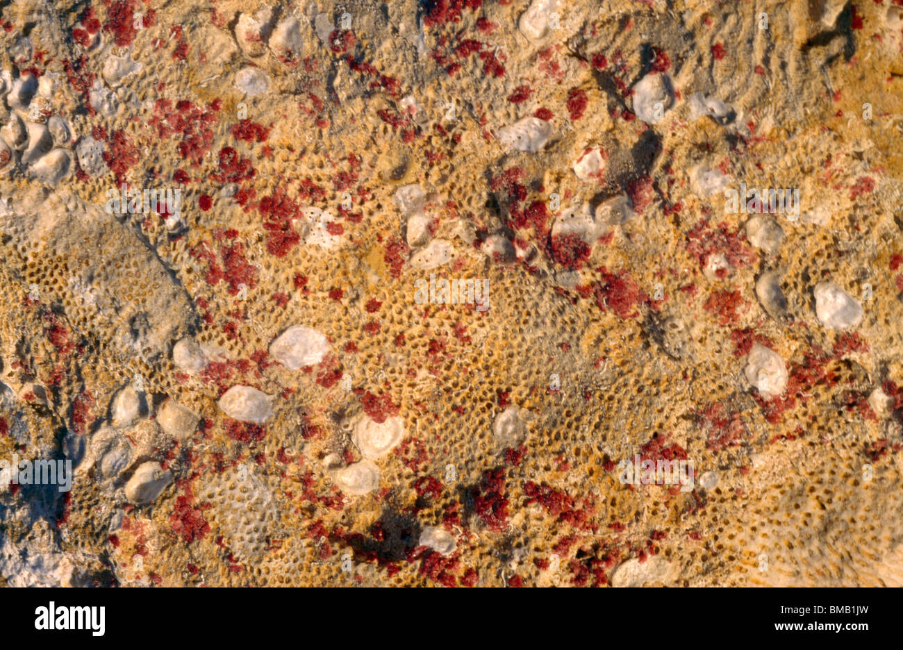 Caribbean Coral Rock Stock Photo Alamy