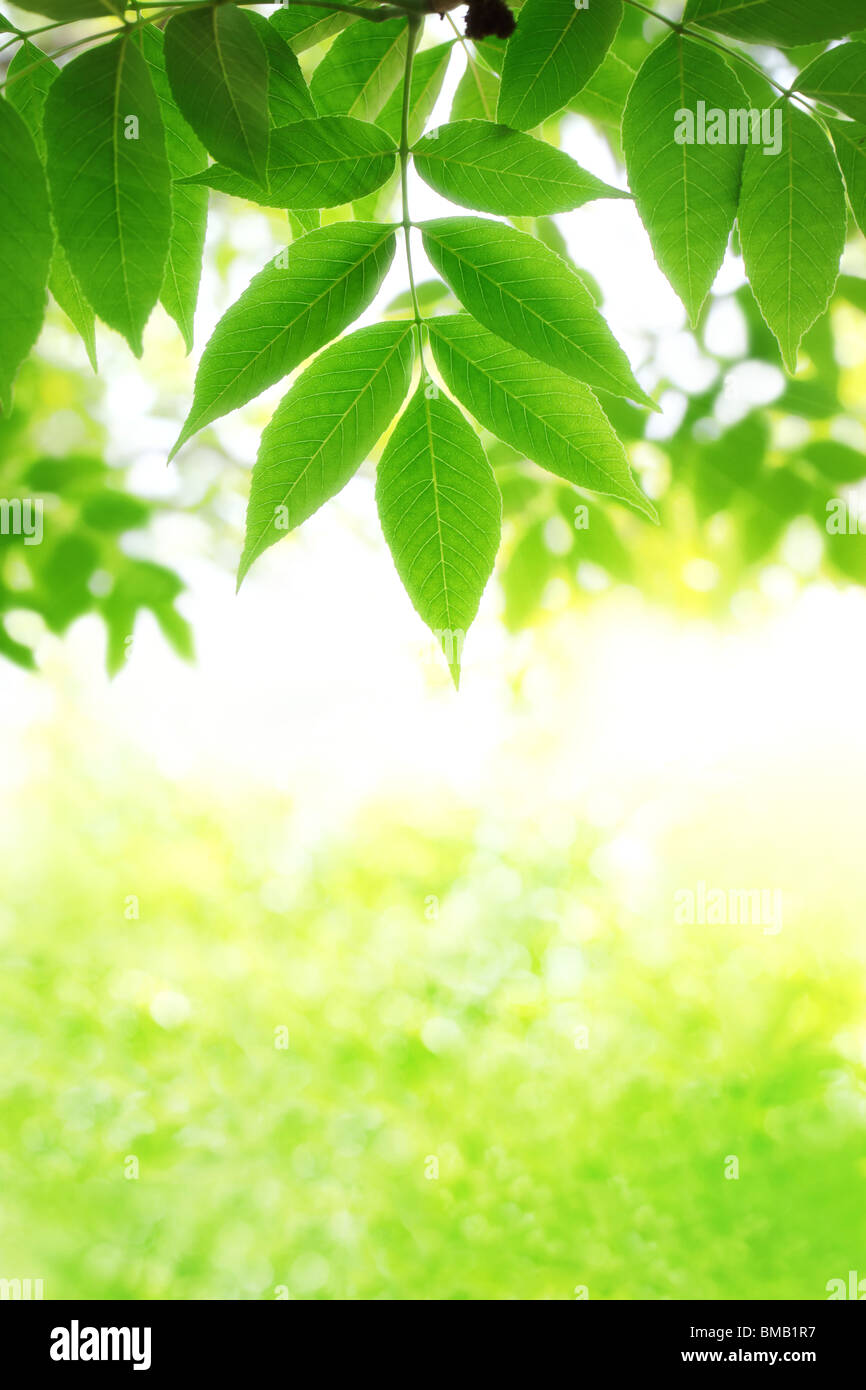 Fresh green leaves for use as background Stock Photo