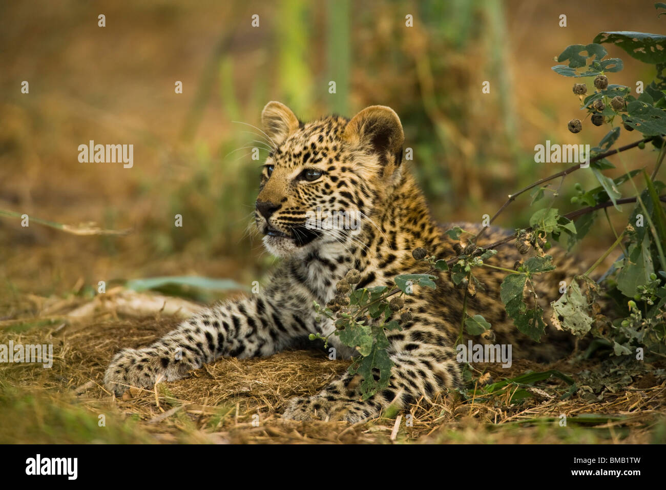 Alert cute baby Leopard cub lying down head raised looking soft background shallow depth of field Stock Photo