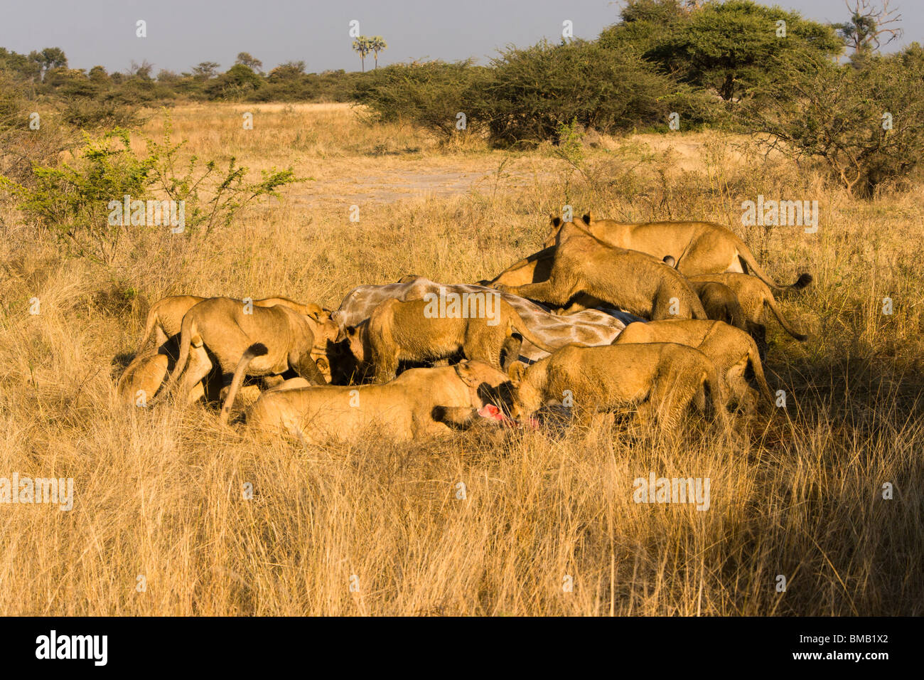 Large Lion Pride eating recently killed giraffe in tall grass savanna of the Okavango Delta of Botswana near Mombo Safari Camp Stock Photo