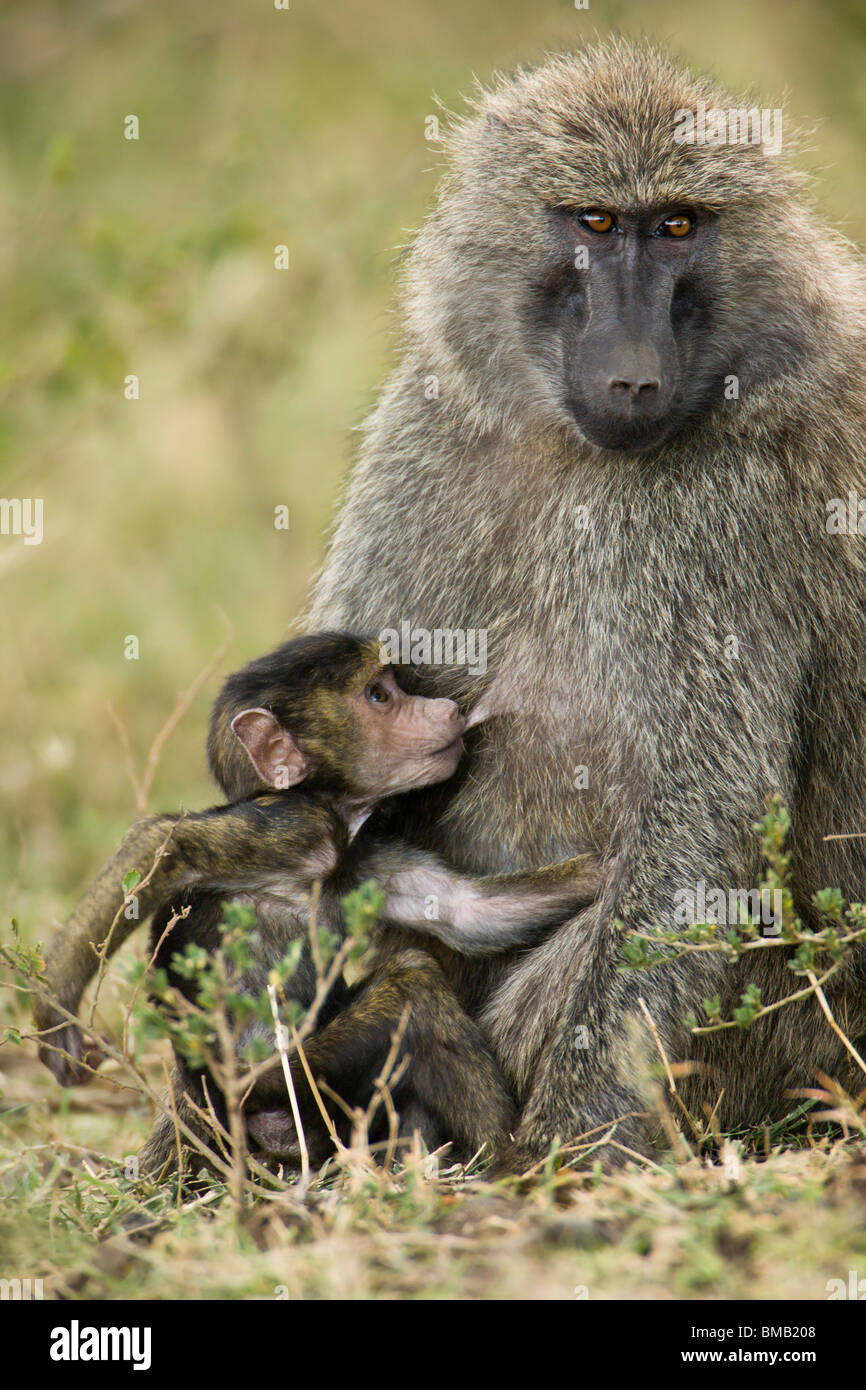 Close-up photo Mother Baboon suckling impish baby in Masai Mara of Kenya, soft focus background Stock Photo