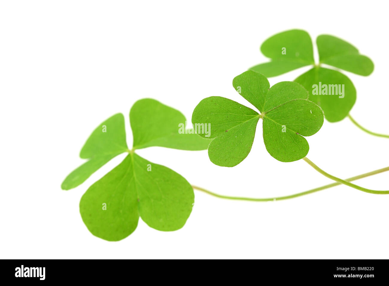 Clover leaf isolated on a white Stock Photo