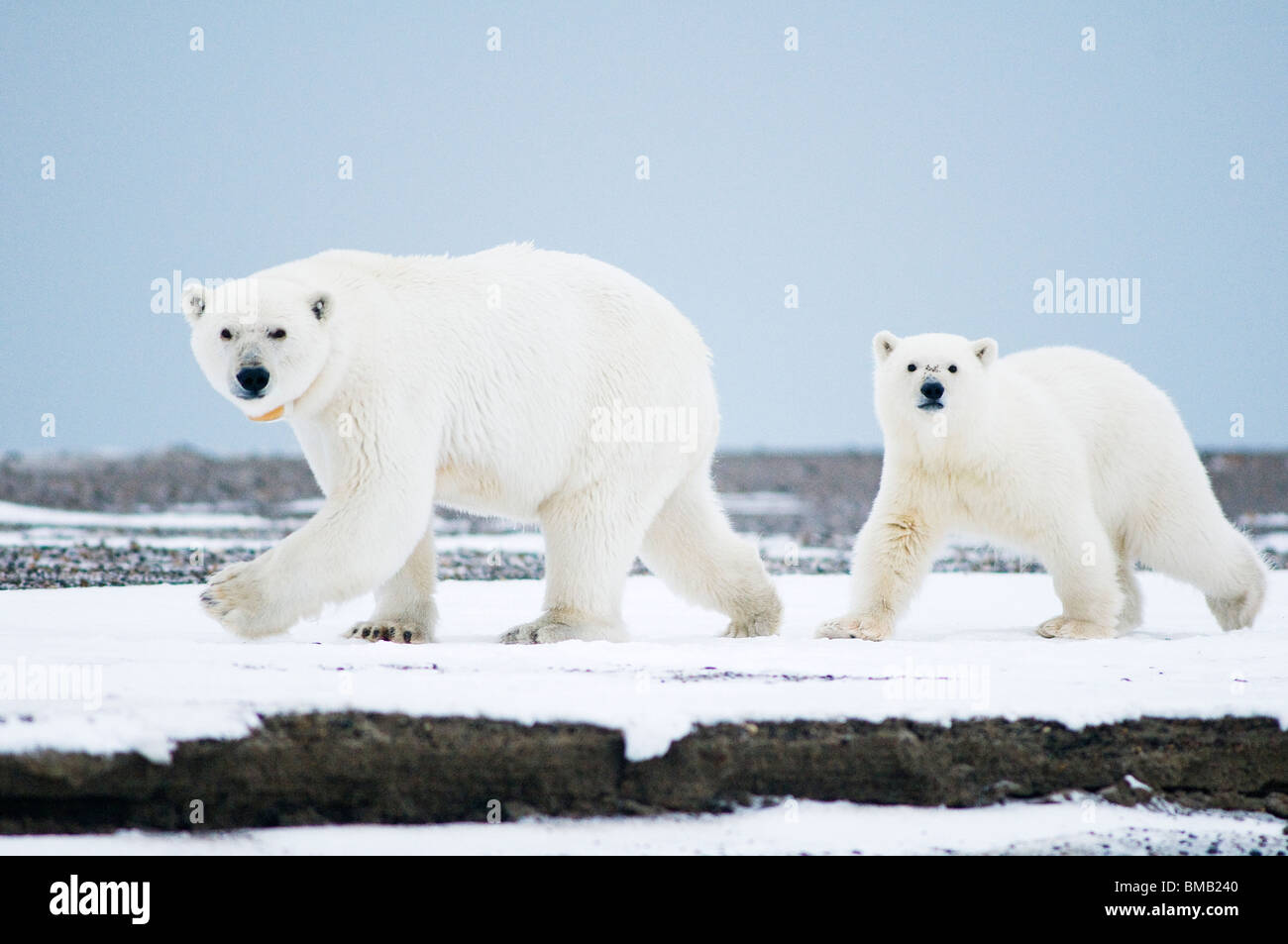 polar bears Ursus maritimus tagged and collared sow with a 2-year-old ...