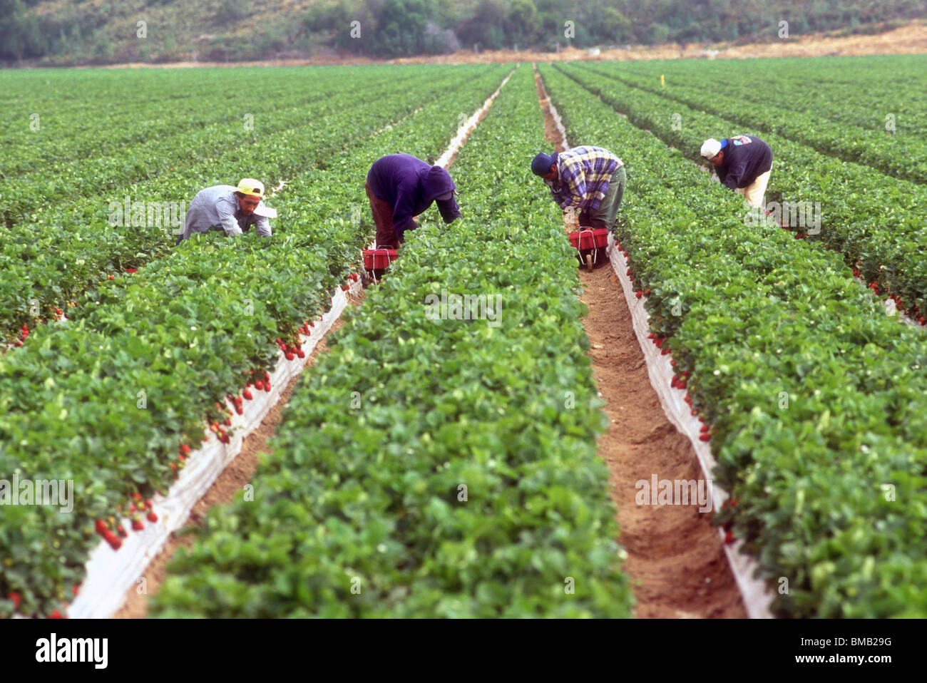Migrant worker picking crops Stock Photo Alamy