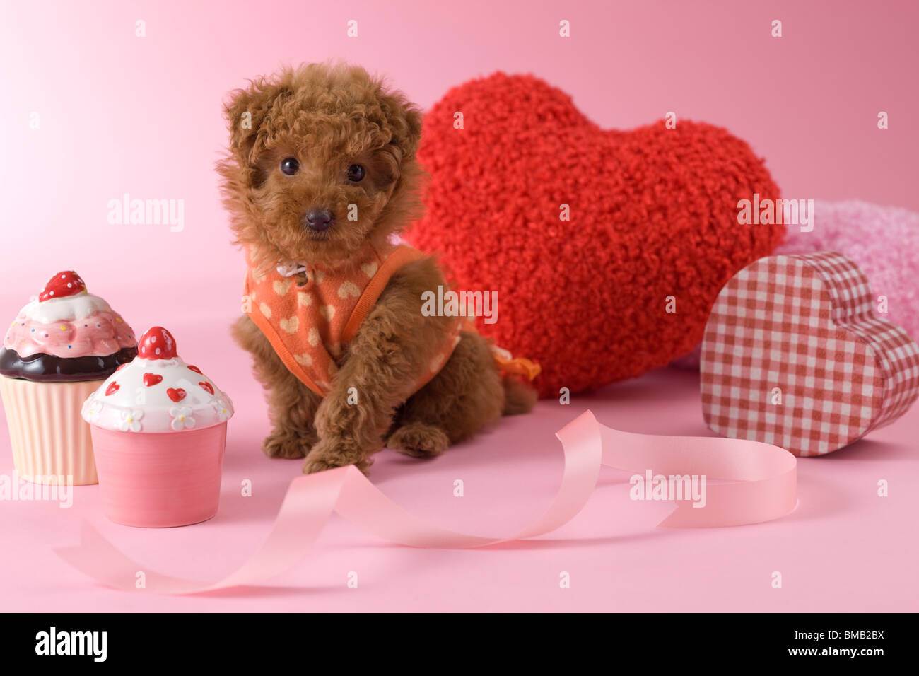 Toy Poodle Puppy and Heart Shaped Ornaments Stock Photo