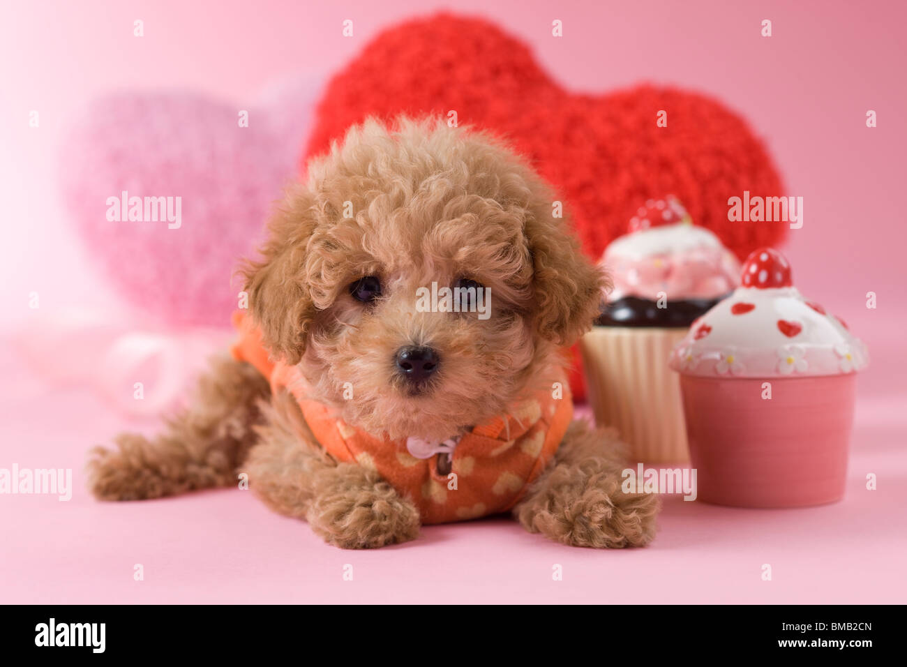 Close up toy poodle puppy hires stock photography and images Alamy