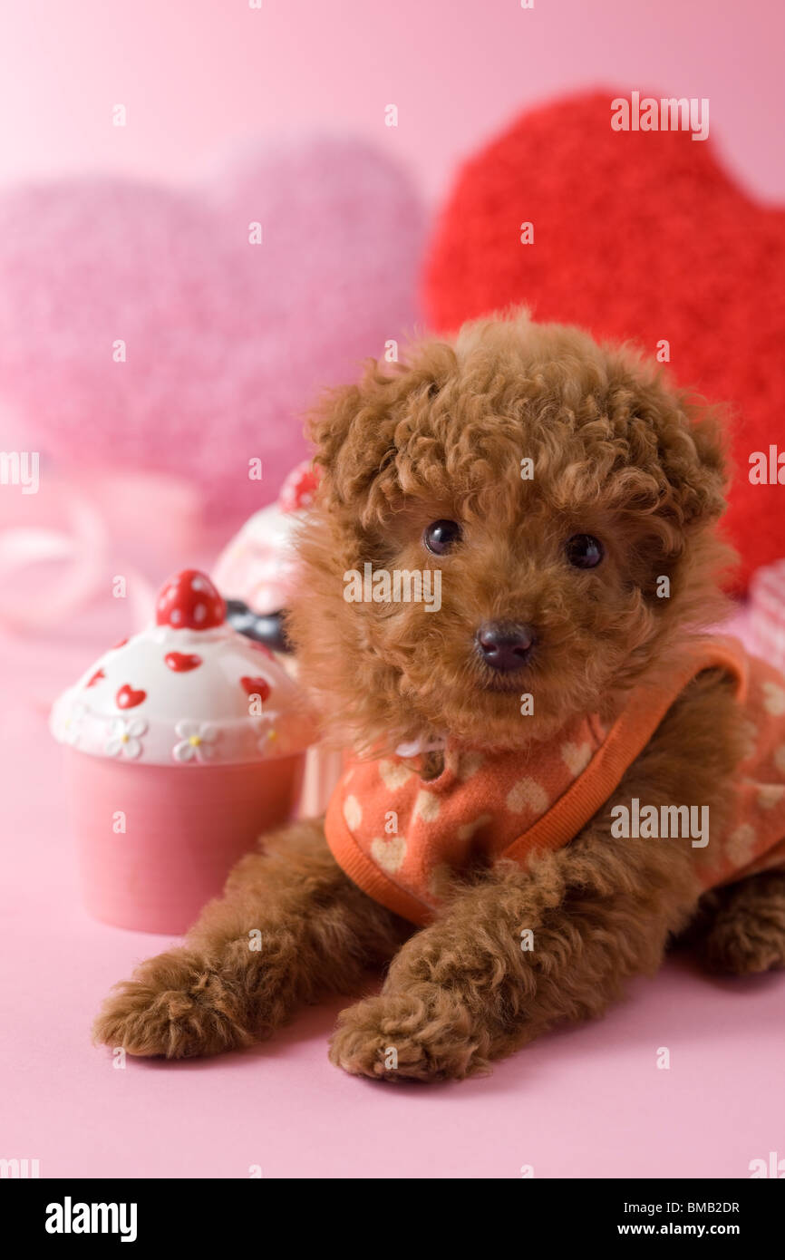 Toy Poodle Puppy and Heart Shaped Ornaments Stock Photo