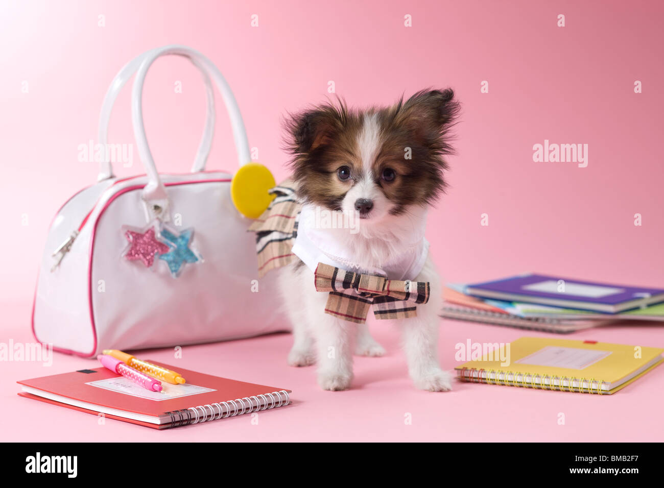 Papillon Puppy and Stationery Stock Photo