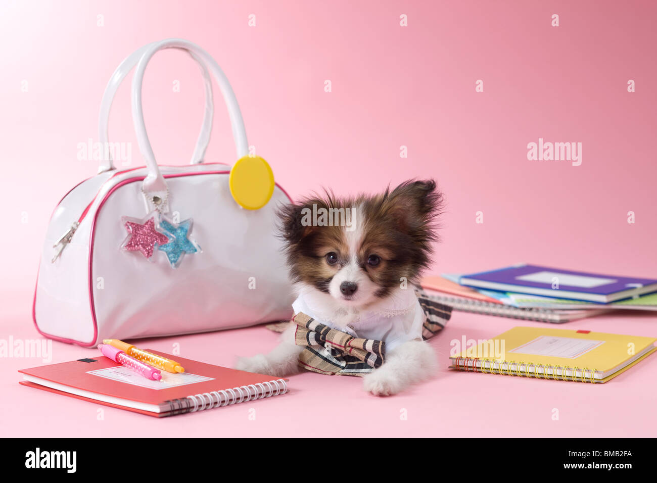 Papillon Puppy and Stationery Stock Photo