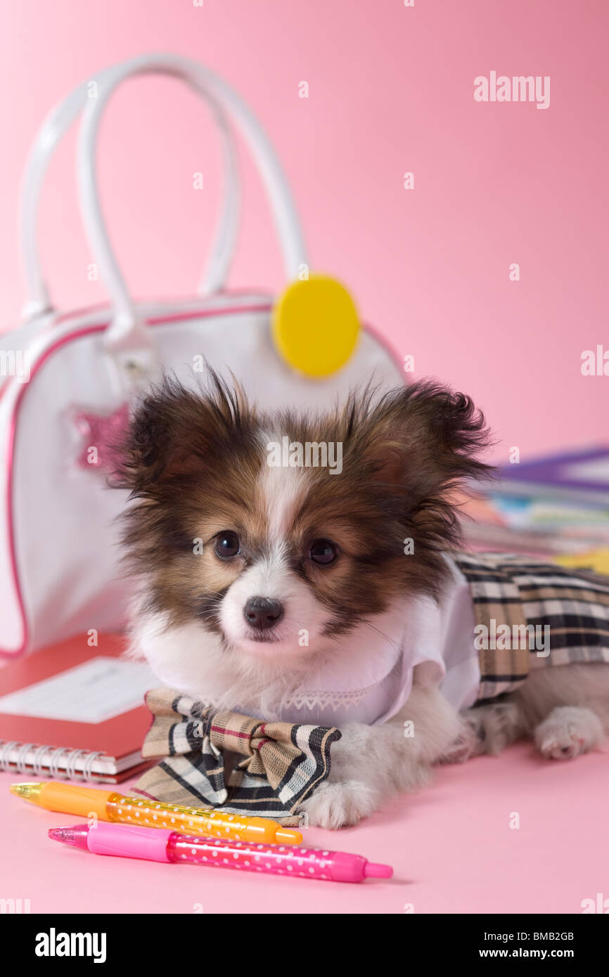 Papillon dog cheap teacup