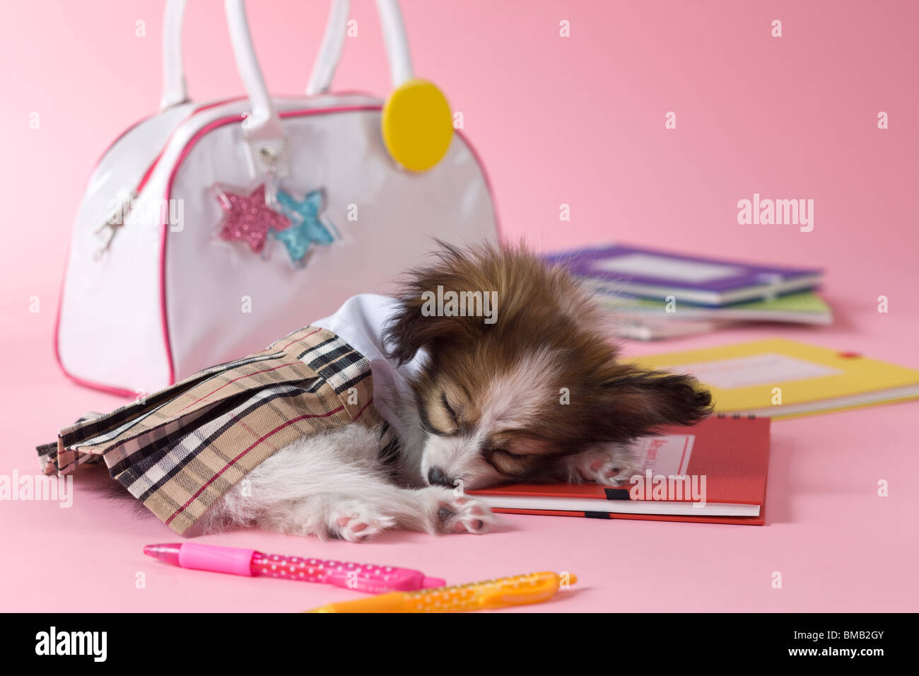 Papillon Puppy and Stationery Stock Photo