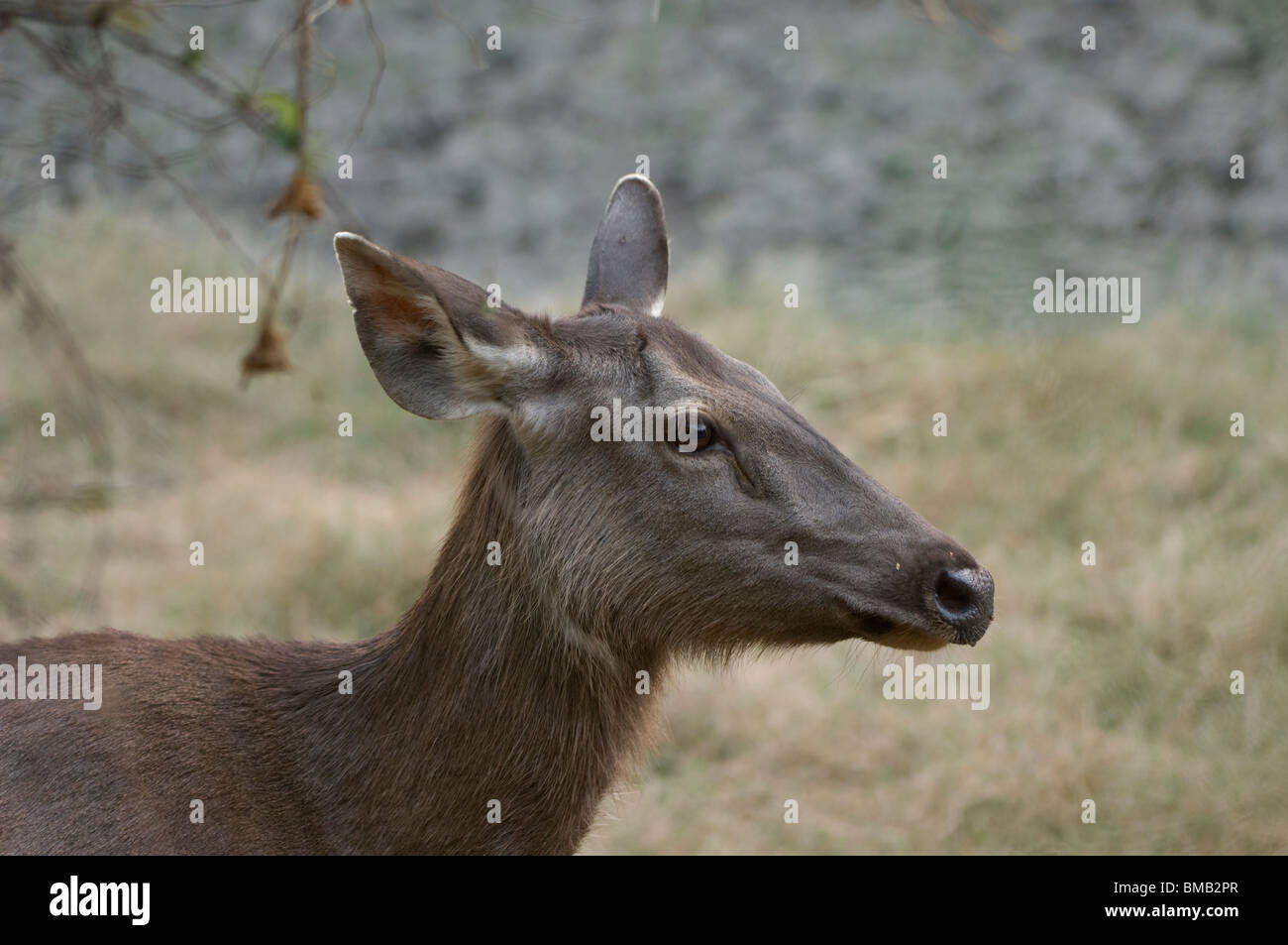 Blackbuck, Antilope cervicapra, Keoladeo Ghana National Park, Rajasthan, India Stock Photo