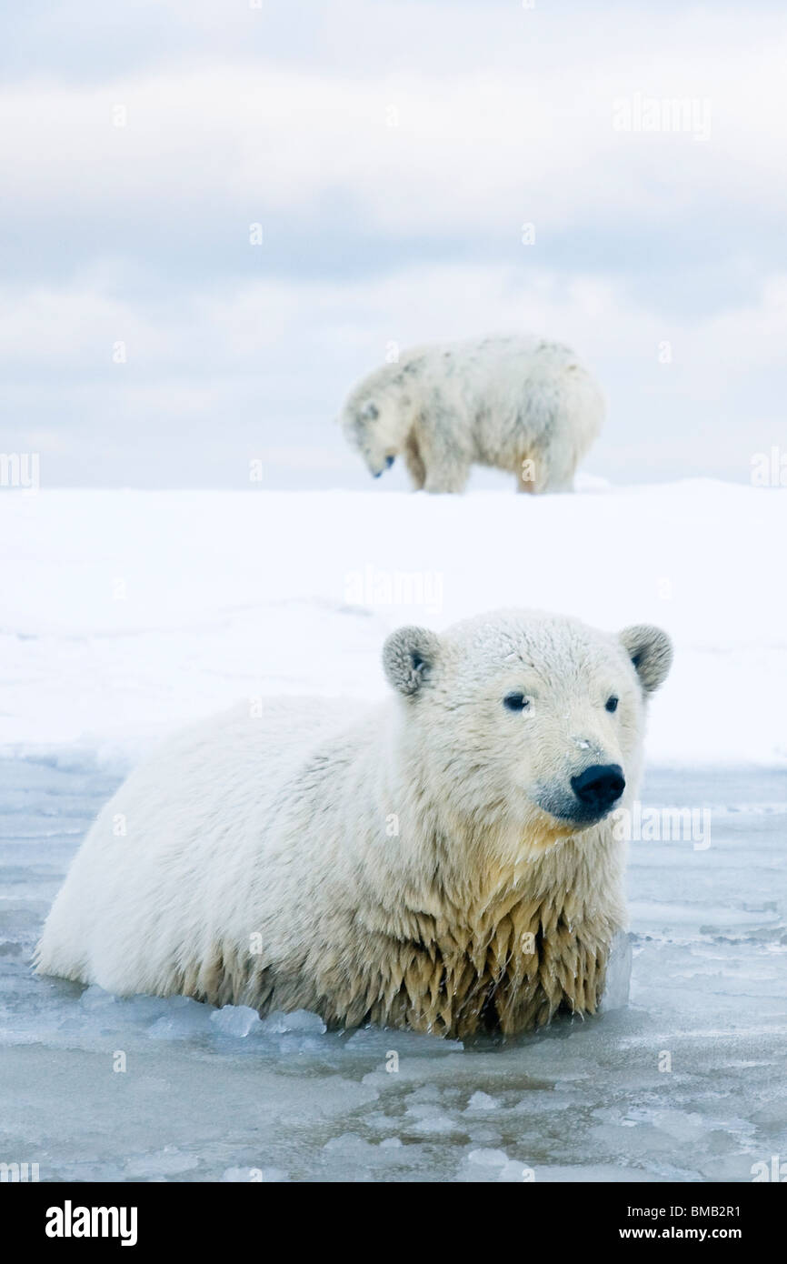 polar bears Ursus maritimus cubs in slushy waters along a barrier island during fall freeze up Bernard Spit Alaska Stock Photo