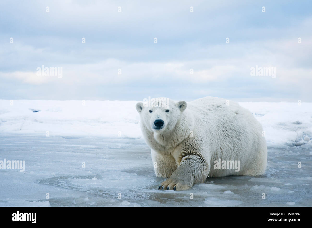polar bears Ursus maritimus curious sow in slushy waters along a barrier island during fall freeze up Bernard Spit Alaska Stock Photo