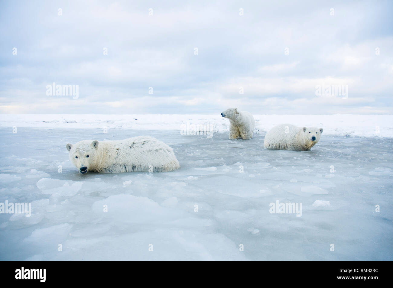 Polar Bear Family Ice Water High Resolution Stock Photography and ...