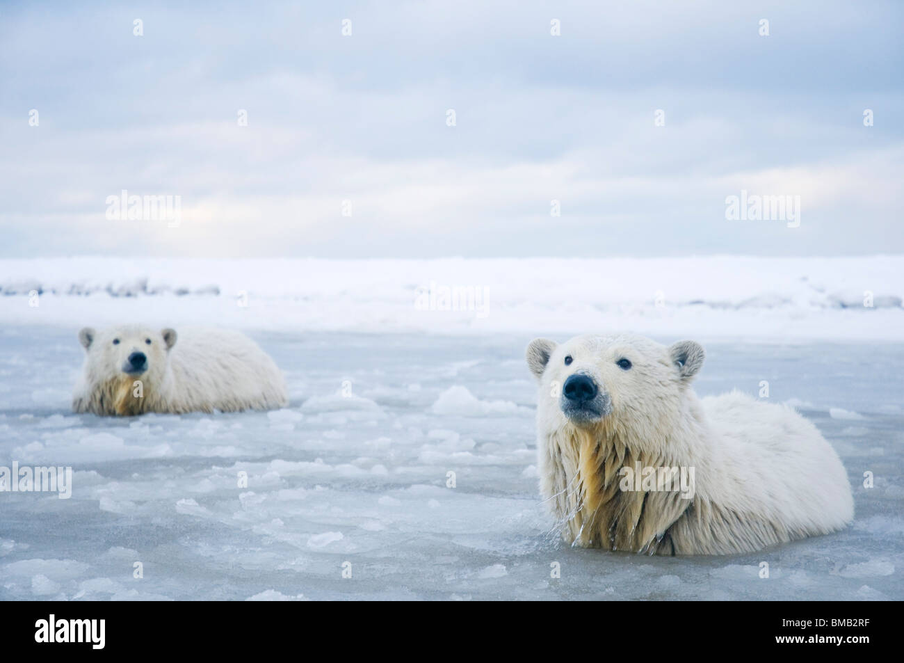 polar bears Ursus maritimus  pair of cubs in slushy waters along a barrier island during fall freeze up Bernard Spit  Alaska Stock Photo