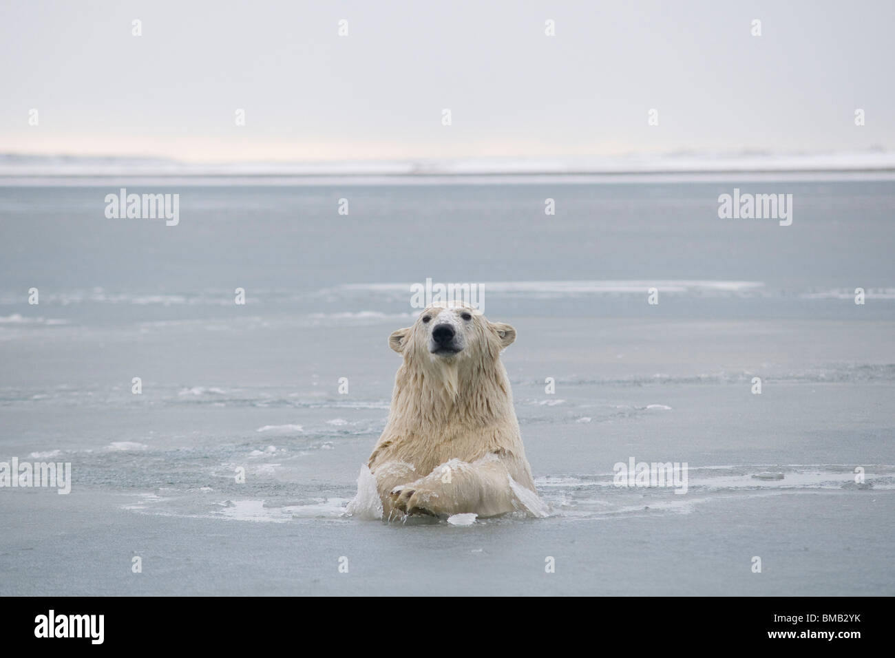 Young male polar bear playing in slushy water Beaufort Sea off the Alaskan arctic coast Alaska Stock Photo
