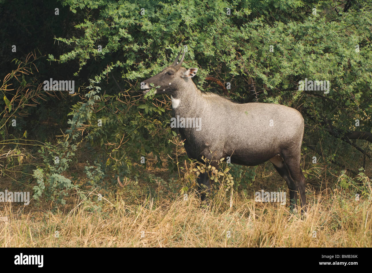 Blackbuck, Antilope cervicapra, Keoladeo Ghana National Park, Rajasthan, India Stock Photo