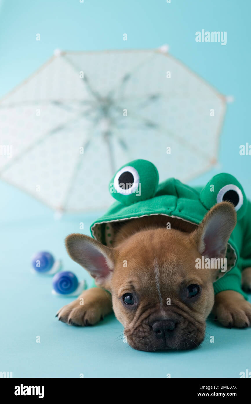 French Bulldog Puppy and Rainy Season Stock Photo