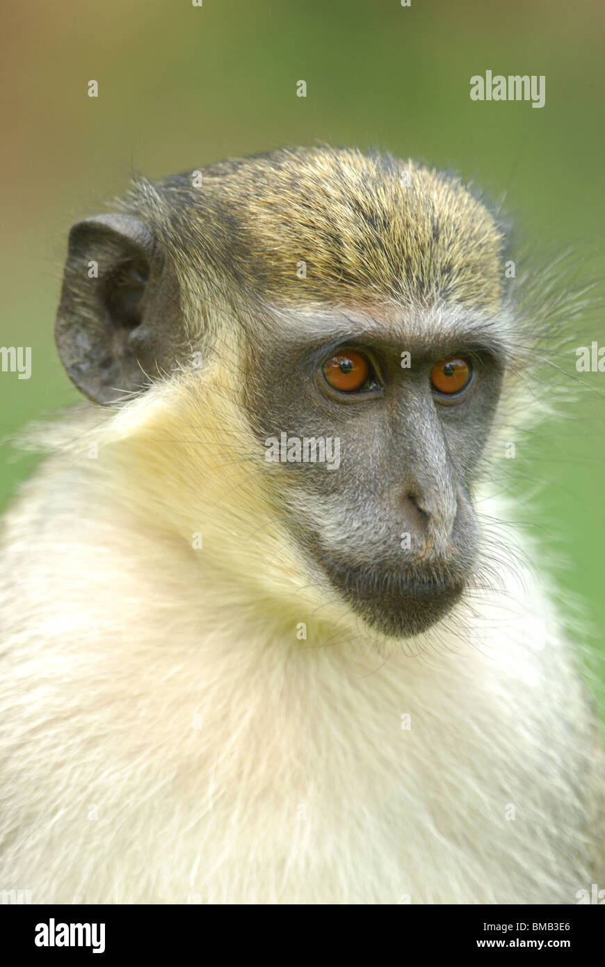 Green Vervet Monkey (Chlorocebus sabaeus) in The Gambia, western Africa. April 2009. Stock Photo