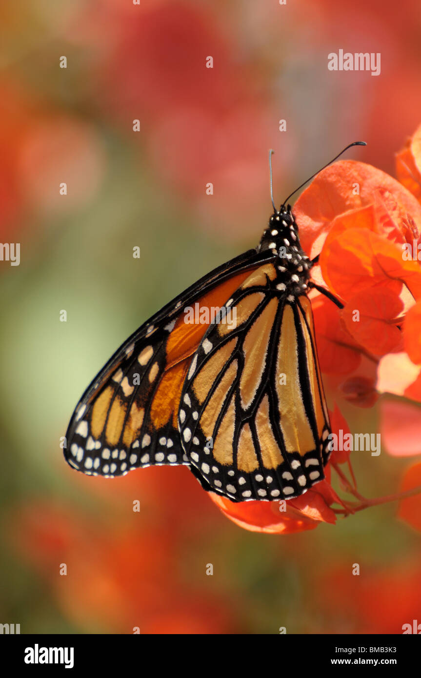 Closeup of the Monarch Butterfly Stock Photo