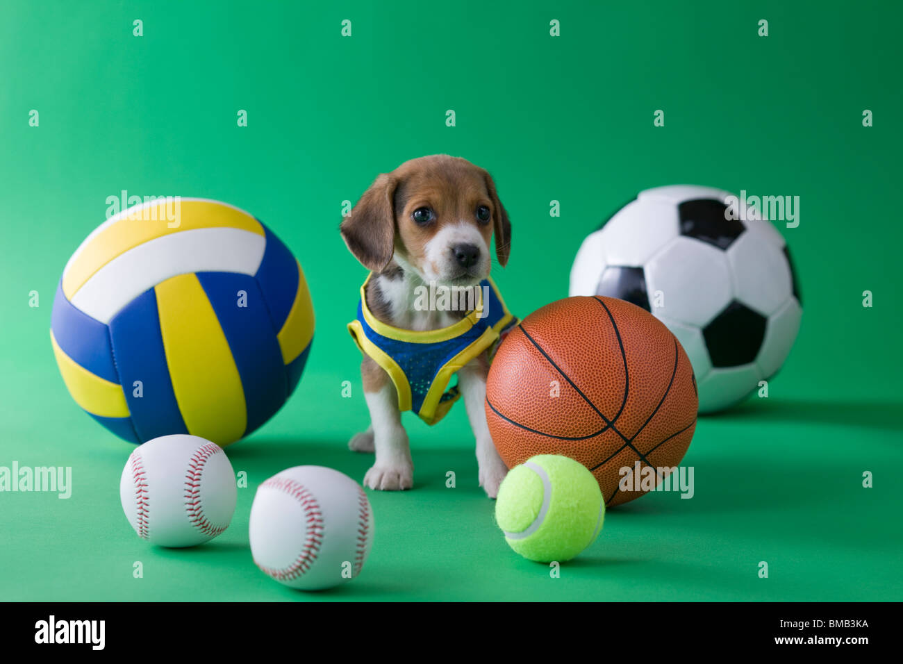 Beagle Puppy and Sports Stock Photo
