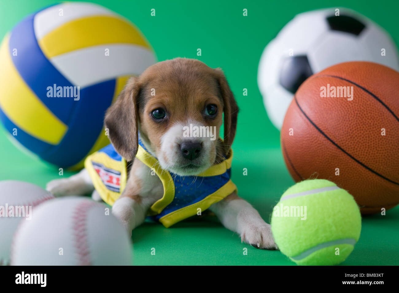 Beagle Puppy and Sports Stock Photo Alamy