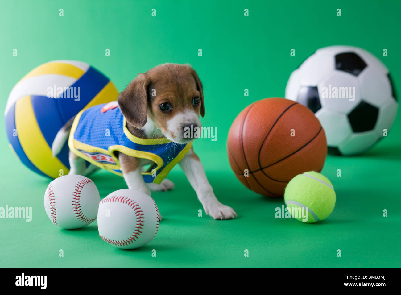 Beagle Puppy and Sports Stock Photo