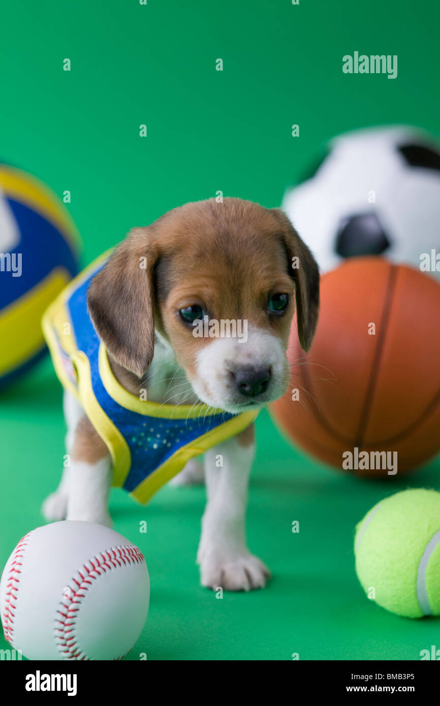 Beagle Puppy and Sports Stock Photo