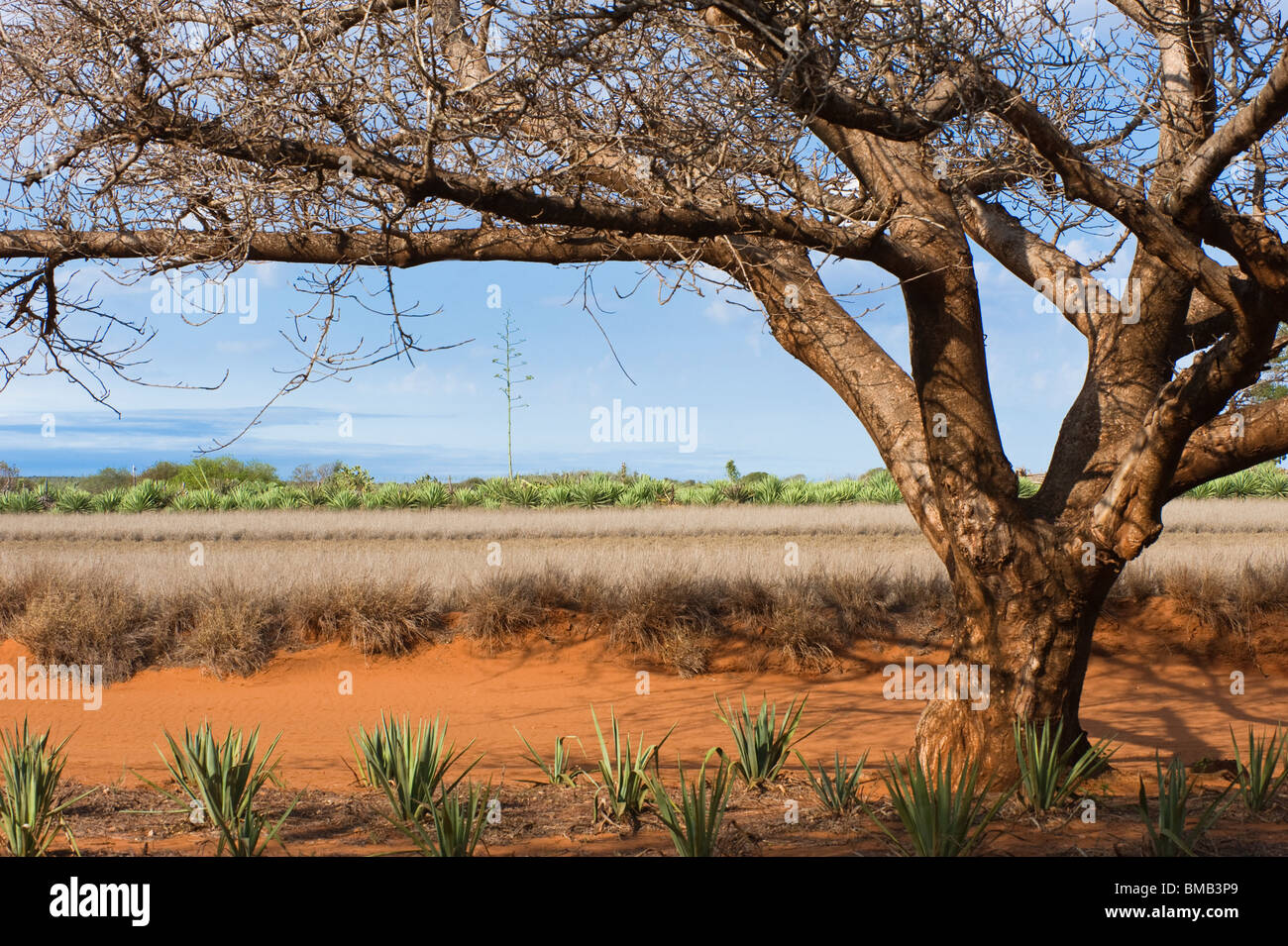 Berenty Nature Reserve, Cactus, Madagascar Stock Photo