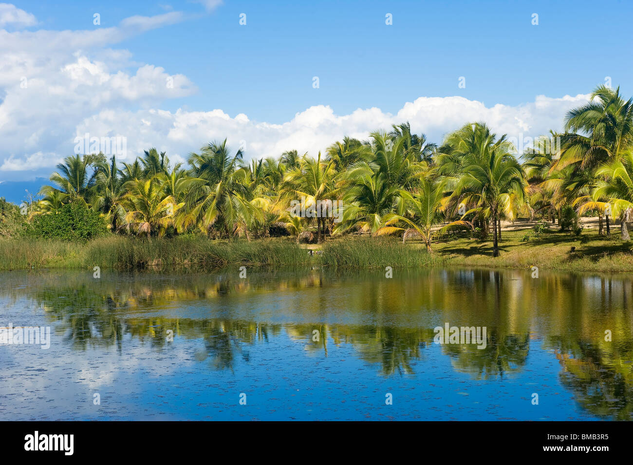 Maroantsetra, Palm Trees, Madagascar Stock Photo Alamy