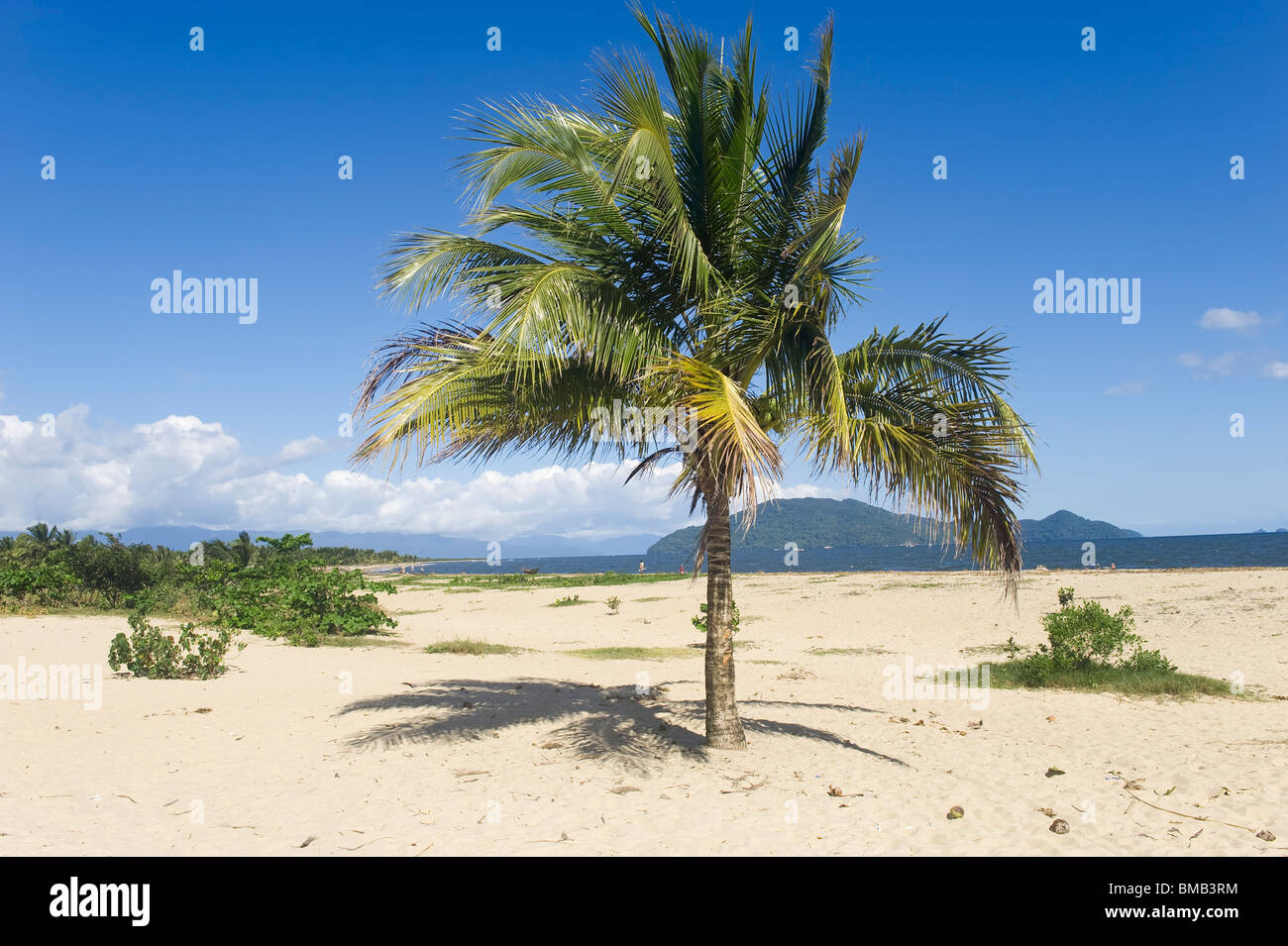 Maroantsetra, Palm Trees, Madagascar Stock Photo Alamy