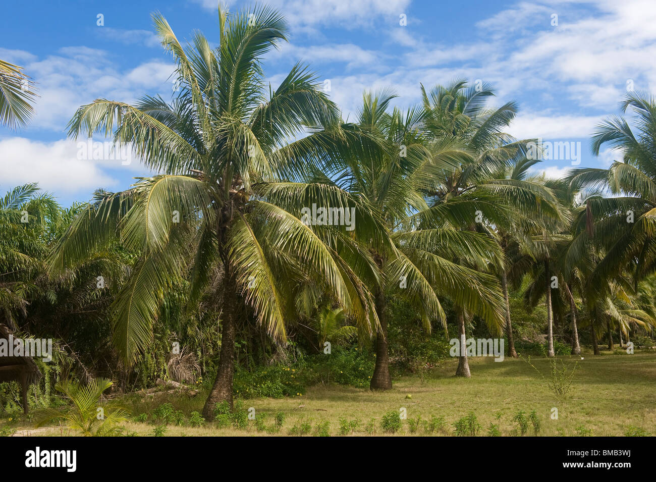 Maroantsetra, Palm Trees, Madagascar Stock Photo Alamy