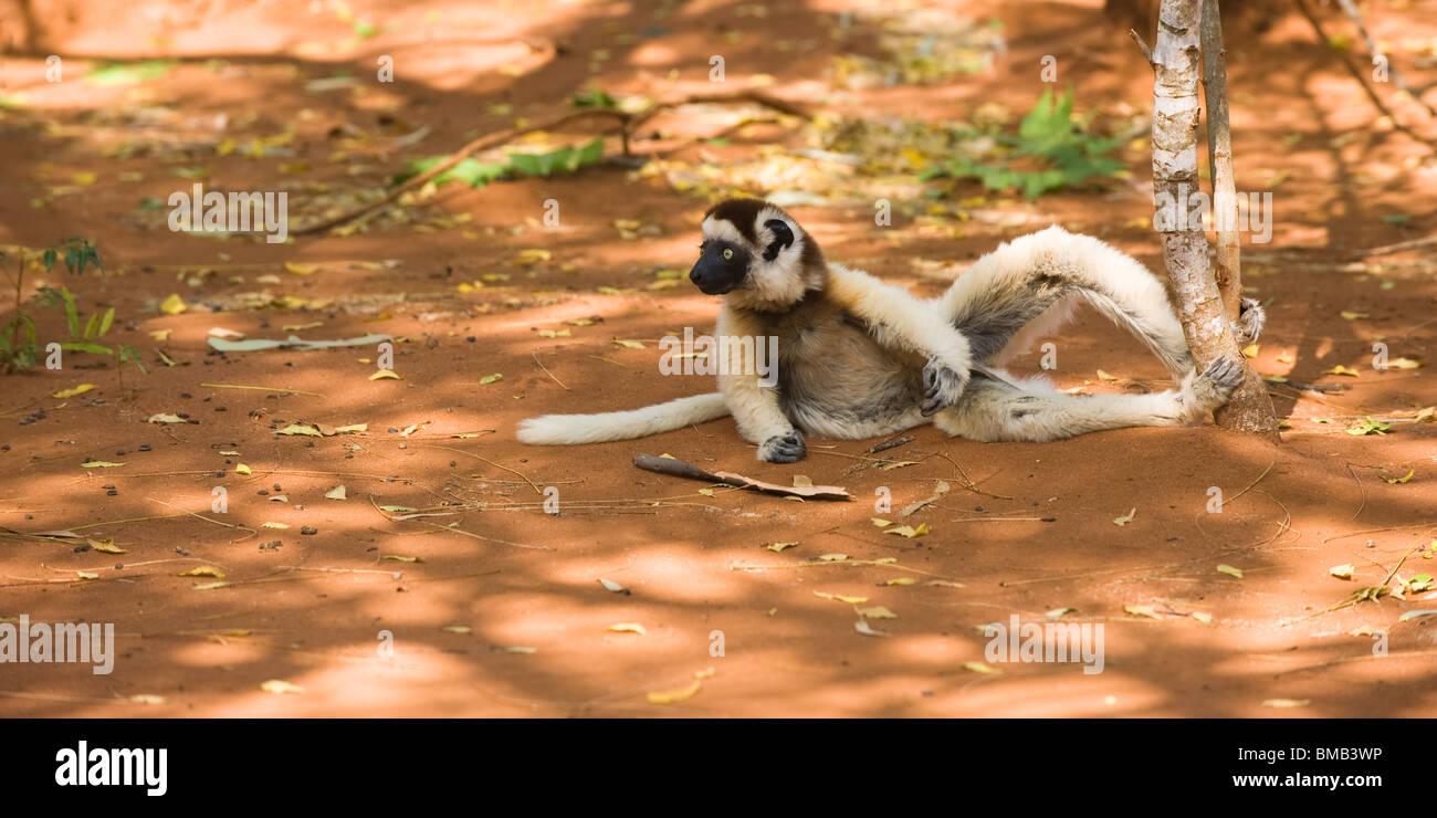 Verreaux's Sifaka (Propithecus verreauxi) lying on the ground, Berenty nature reserve, Madagascar Stock Photo